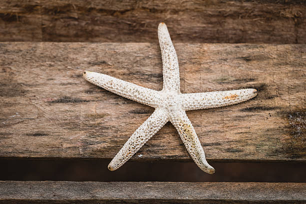 A beautiful starfish lays gently on rustic wooden planks, showcasing its intricate details. The soft evening light casts a warm glow, enhancing the serene coastal atmosphere.