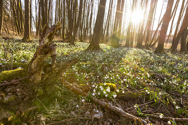 mehrere Märzenbecher (Leucojum vernum)  Frühlingsknotenblumen, Märzglöckchen im Gegenlicht der Sonne im Wald im Frühling,