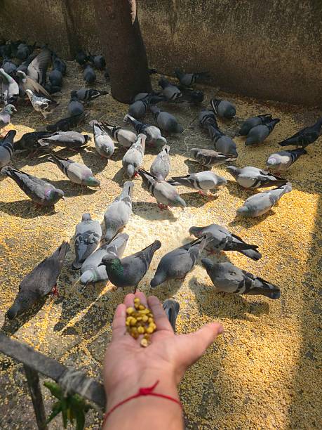 Close view showing hand offering grains to flock of pigeons on ground, capturing feeding moment, human interaction, and everyday urban wildlife scene in daylight.