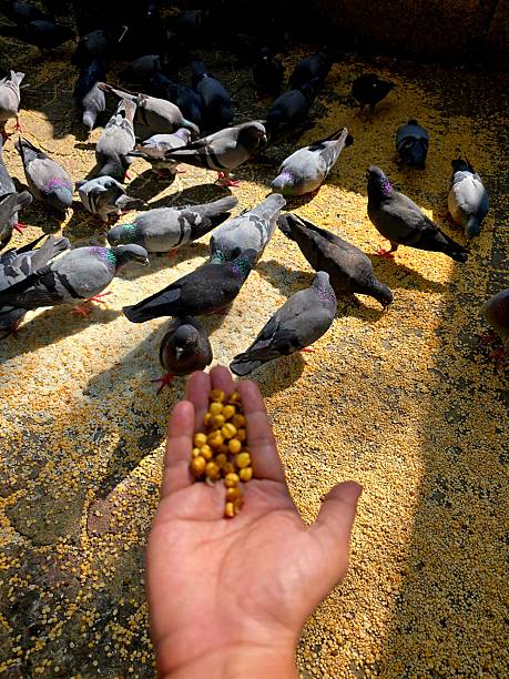Istanbul, Turkey - December 14, 2014: Little boy feding the doves with a plate full of wheat which he bought from a street vendor. He seems so happy while doing it.