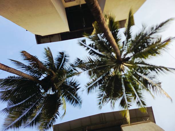Low angle view looking up at tall coconut palm trees between buildings, showing tropical leaves, bright daylight, and relaxed summer atmosphere outdoors