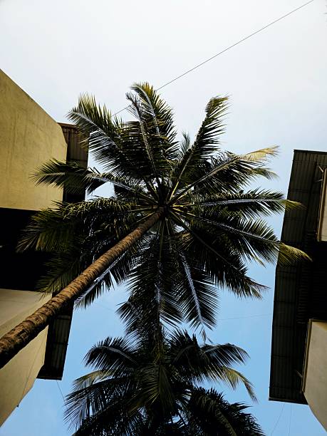 Low angle view looking up at tall coconut palm trees between buildings, showing tropical leaves, bright daylight, and relaxed summer atmosphere outdoors