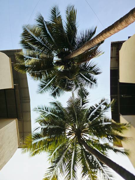 Low angle view looking up at tall coconut palm trees between buildings, showing tropical leaves, bright daylight, and relaxed summer atmosphere outdoors