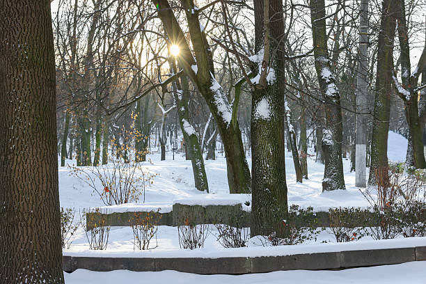Sunbeams shining through trees in snowy park
