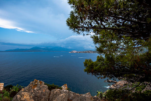 Mediterranean coastal landscape with pine tree framing the sea and distant mountains in Corsica, France. Natural foreground, calm water and dramatic sky.