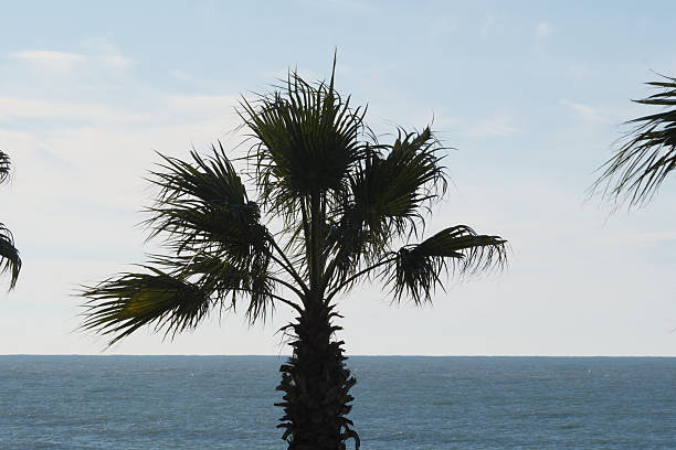 Idyllic tropical beach with palm trees, sea horizon and blue sky with fluffy clouds
