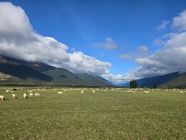 A flock of sheep graze before the mountains in New Zealand’s Southern Island