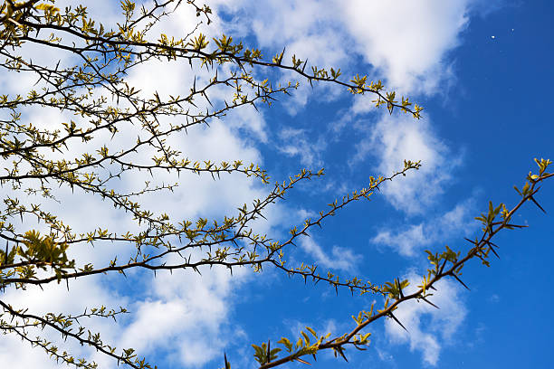 Acacia pennata (Climbing wattle, Acacia, Cha-om) branches with young shoots against the blue sky