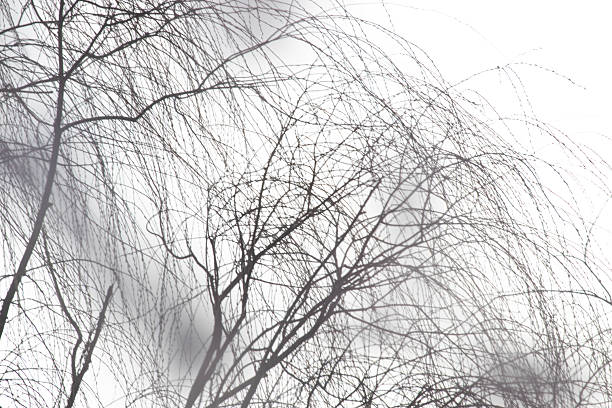 Dark, weathered branches weave an intricate network against a clear blue sky, their bare forms revealing the quiet architecture of the tree.