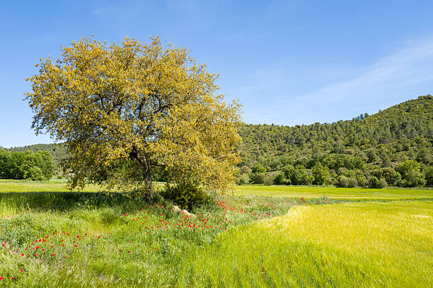A single leafy tree stands beside a patch of red wildflowers in a lush green field, with forested hills and a clear blue sky in the background. Bright sunlight enhances the vivid colors and tranquil rural atmosphere.