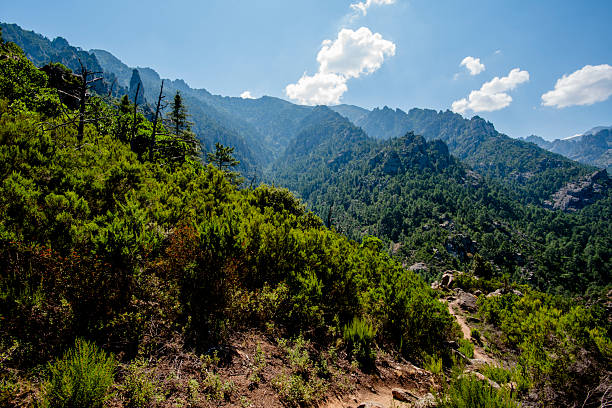 Mountain valley with dense pine forest and rocky slopes crossed by a winding river. Wild natural landscape in Corte, Corsica, France, conveying remoteness, scale and untouched Mediterranean wilderness.