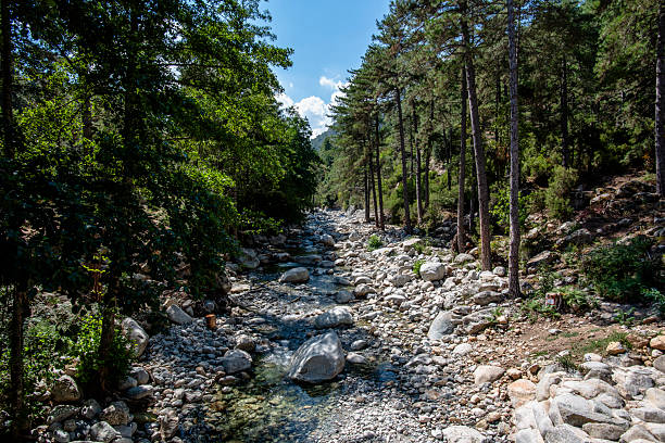 Clear mountain stream flowing through a rocky forest valley with pine trees and natural light in Corte, Corsica, France. Fresh wilderness scene symbolizing purity, balance and resilience.