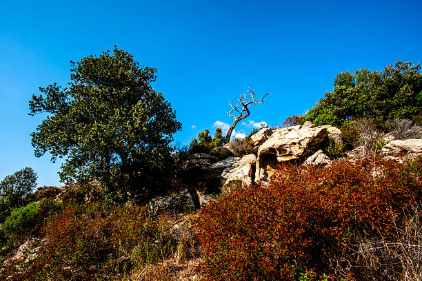 Twisted tree growing among rocky hillside vegetation under a deep blue sky. Rugged Mediterranean landscape in Corte, Corsica, France, symbolizing resilience, adaptation and strength in wild nature.