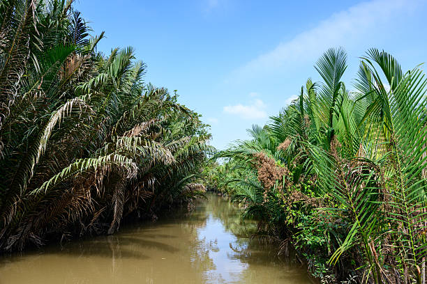 A narrow waterway bordered by dense nipa palms winds through lush tropical vegetation in Ben Tre, Mekong Delta, southern Vietnam. The muddy canal reflects the vibrant greenery under a clear blue sky, evoking a sense of natural tranquility.