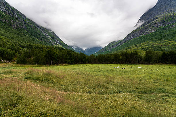 Visitors can admire the dramatic landscape of Innerdalen Valley in Norway. The sky is filled with clouds as greenery surrounds grazing goats free-roaming in the mountain valley.