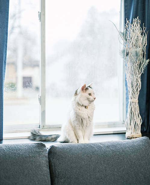 Domestic cat on the window sill indoor. Interior of living room of private home in Hamilton, Canada.