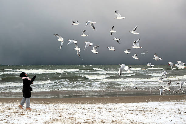 Gdansk, Poland - January 11, 2026: woman Feeding Seagulls on a Snowy Winter Beach