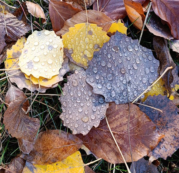 Leaves lie decoratively on the ground