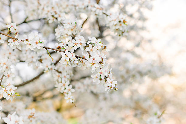 White spring blossoms on flowering tree branch in soft sunlight. Delicate flowers with natural bokeh background, seasonal nature beauty, romantic floral scene with copy space.