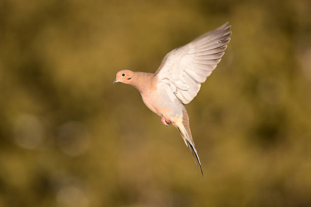 A Mourning Dove in flight with wings spread coming in to land