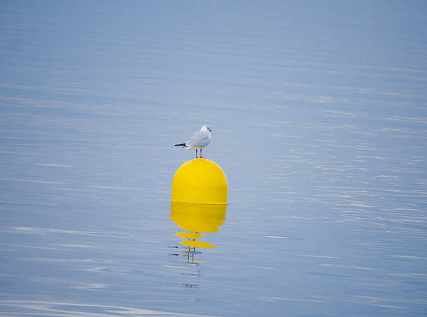 A bird watches the lake
