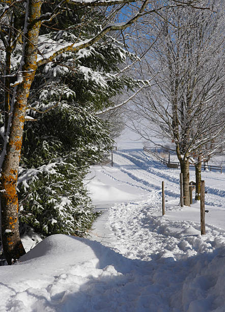 Scenic winter pathway, surrounded by snow-laden trees and a bright blue sky, creating a peaceful atmosphere for outdoor activities and nature appreciation