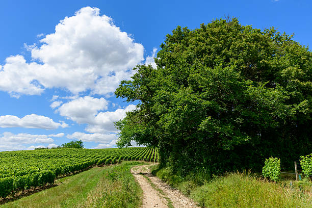 A winding dirt path runs alongside lush green vineyards and a dense leafy tree under a sky filled with fluffy white clouds near Pouilly sur Loire. The scene is vibrant and tranquil, with natural textures and bright summer light.