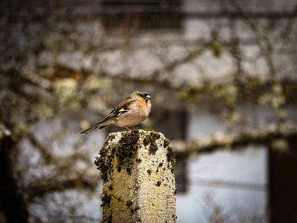Song Sparrow