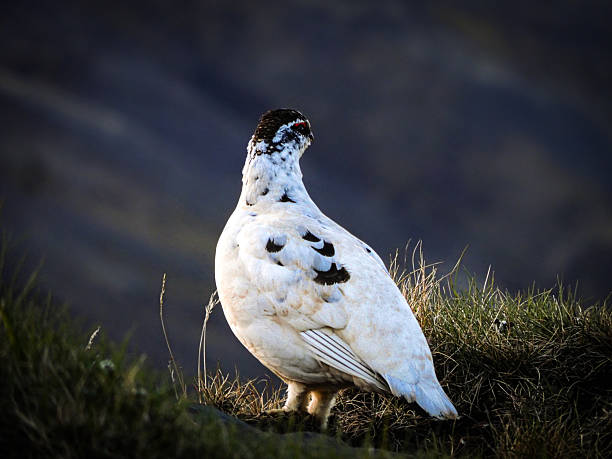 Rock ptarmigan Lagopus muta looking backwards. Wildlife photography.