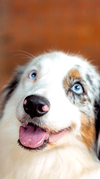 Close-up of a relaxed Australian shepherd dog lying on a blanket, gazing peacefully. The warm indoor lighting creates a cozy and intimate atmosphere