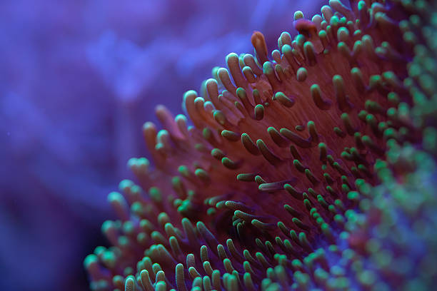 istock Underwater photo - soft coral or anemone with tentacles, emitting under UV light, beautiful abstract marine organic background 2255938428