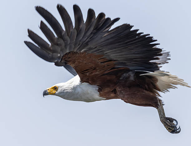 istock AFRICAN FISH EAGLE, Icthyophaga vocifer 2255938750