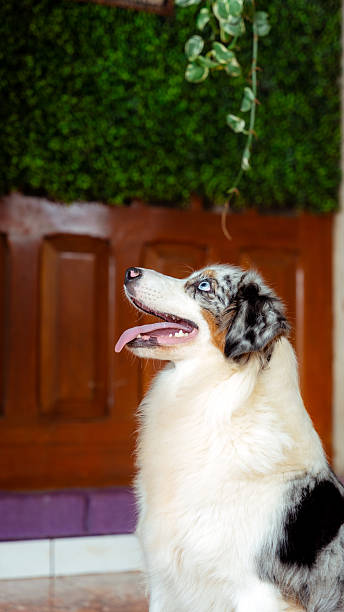 istock Australian shepherd dog looking up with blue eye 2255939094