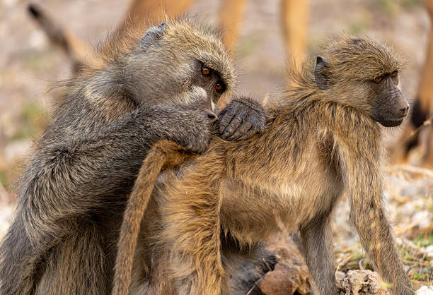 delouse mother and baby Baboon