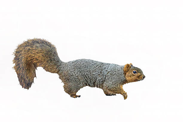 North American Squirrel isolated on white background