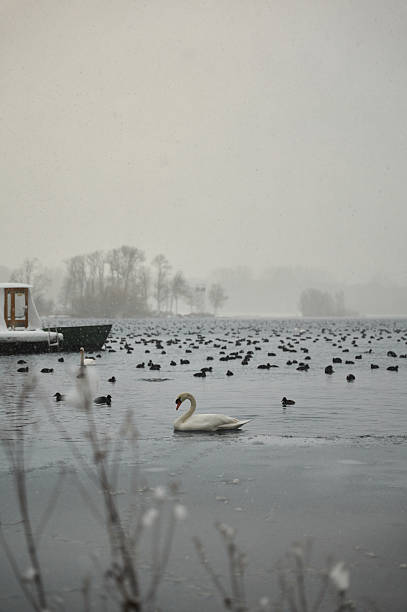 Swan swimming on a partially frozen lake with many ducks during a winter snowfall day