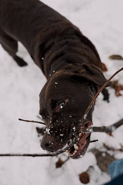 Brown labrador retriever dog chewing a stick while playing outdoors in winter