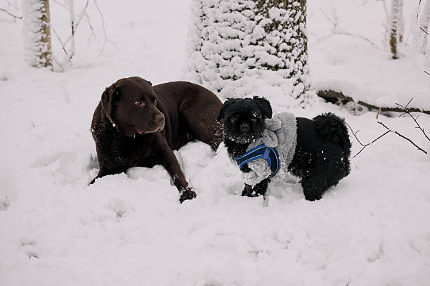 Two dogs wearing a harness and sweater enjoying the cold winter outdoors with fresh snow