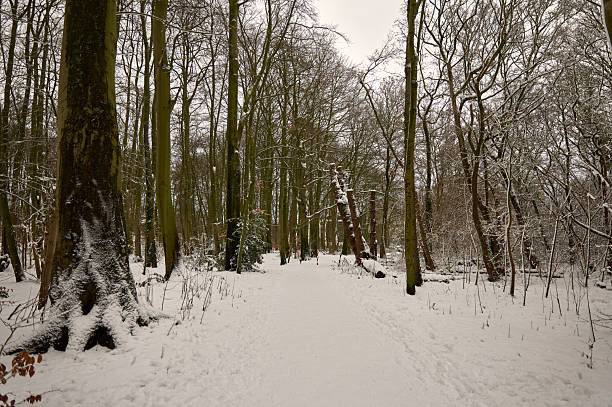 Snowy path winding through a serene winter woodland