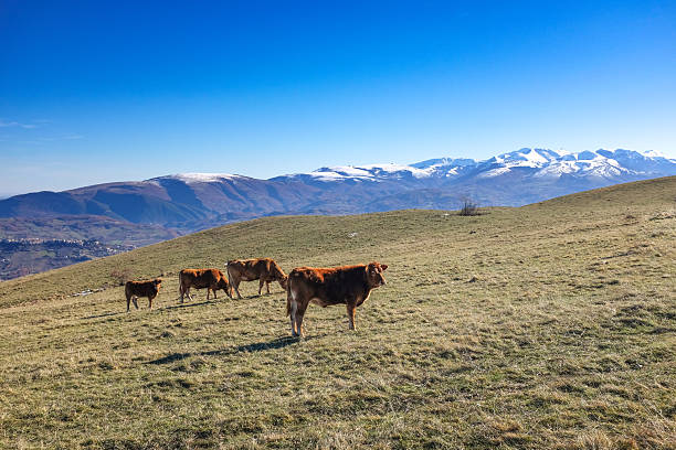 A small group of cows at meadow in high mountain (Marche - Italy)