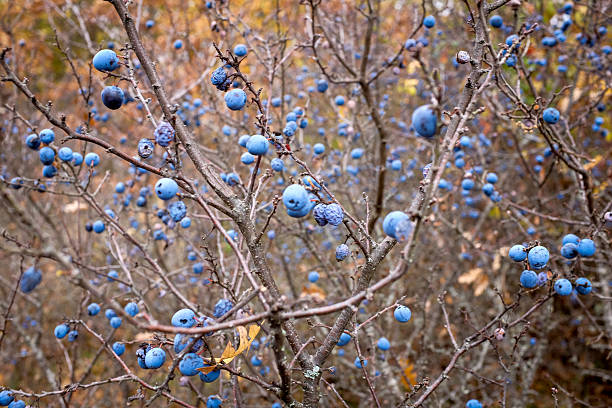 A Blackthorn in the wild with blue fruits