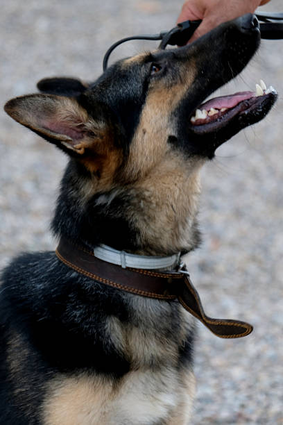 Young German Shepherd dog with leash.