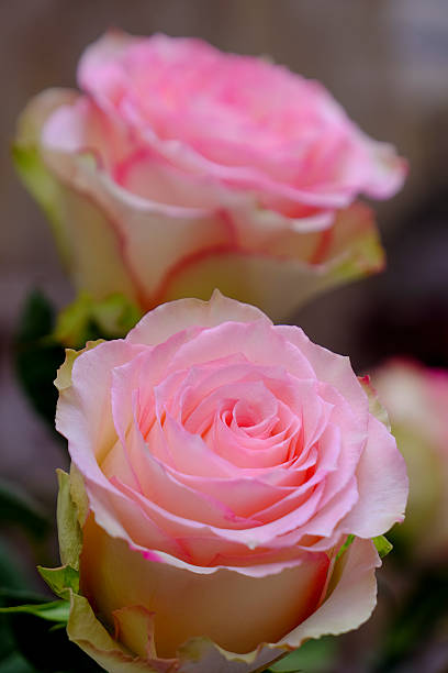 Two wonderful pink rose blossoms in the garden