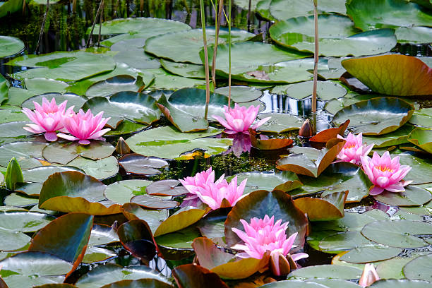 Pond with pink water lilies