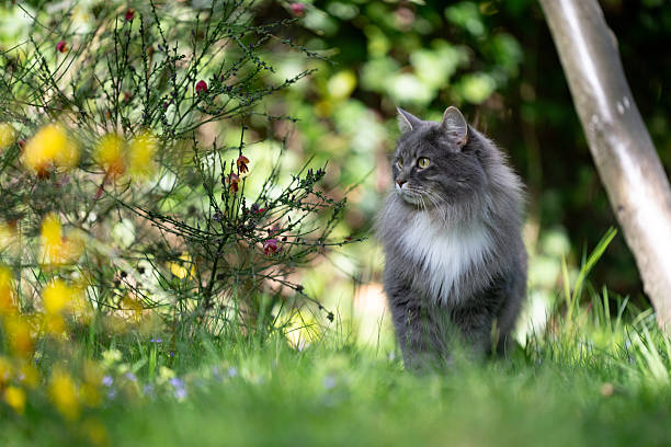 gray longhair cat in flowering garden looking around observing the area