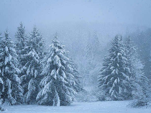 Heavy snow falls over a dense evergreen forest, with layered fir trees fading into mist. Quiet beauty of a remote winter landscape with falling snow. Winter wonderland in the untouched wilderness.