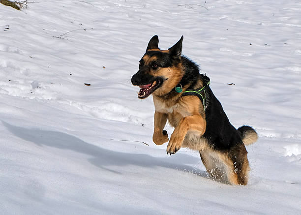German Shepherd dog in the snow. Winter. Power