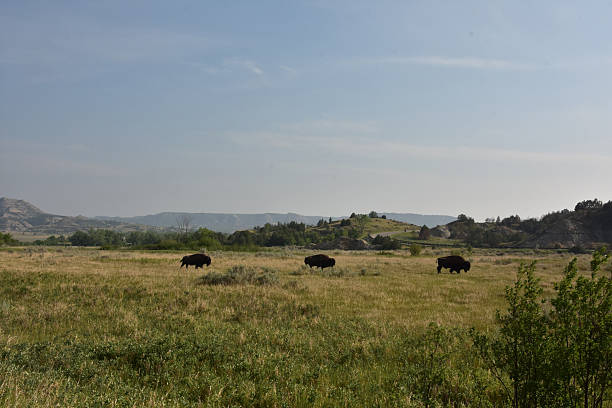 Very small herd of bison migrating in a field on the North Dakota plains.