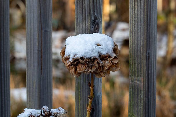 Dry flower of hydrangea covered with snow, with a wooden fench on the background.