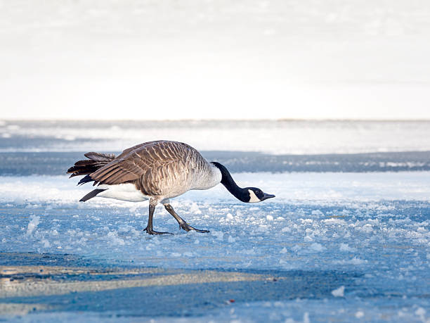 Canada geese (Branta canadensis), members of the Anatidae family and Anseriformes order, observed standing and swimming on a partially frozen pond in winter, in a snowy urban park environment.